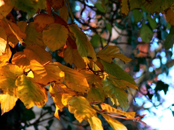 Chant d'automne 2012 (21)